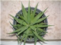 Haworthia
